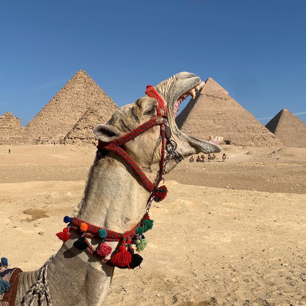 Just a hungry camel