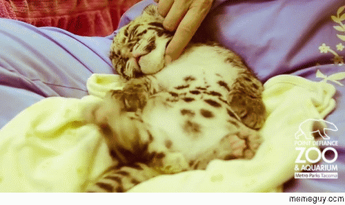 Just a leopard cub being tickled