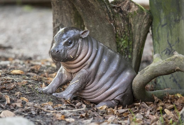 Just a little water potato