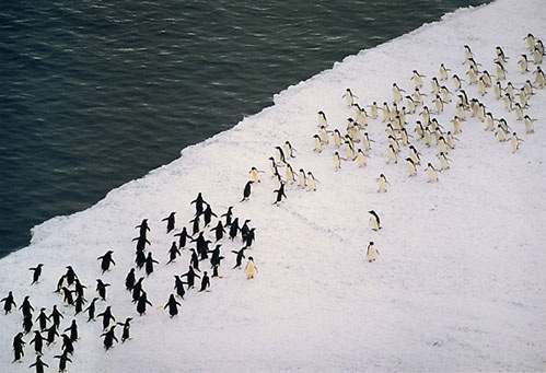 Just a massive penguin battle