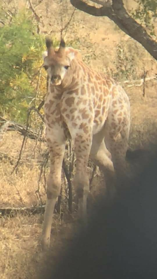 Just a normal giraffe