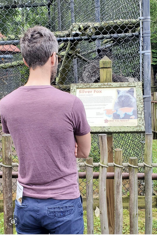 Just a pair of silver foxes at the zoo