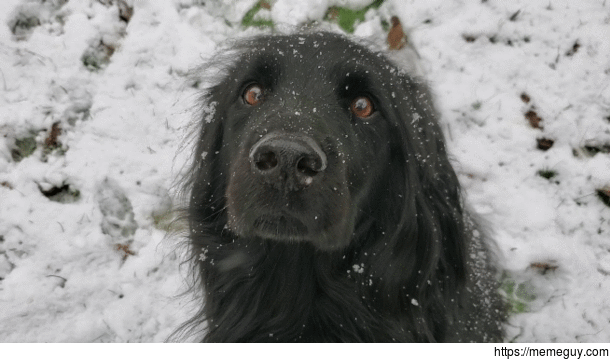 Just a pup in the snow 