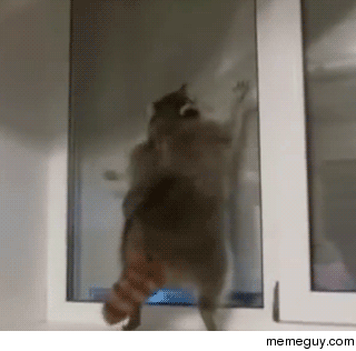 Just a raccoon washing the windows