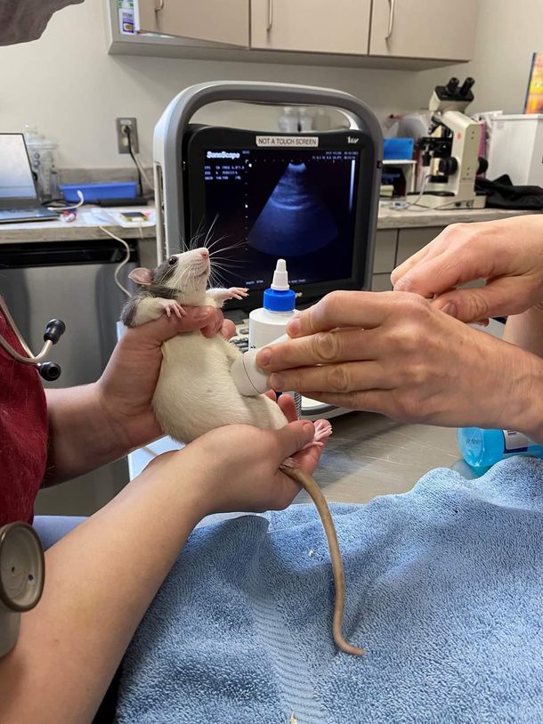 Just a ratgetting her first Prenatal appointment