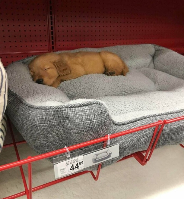 Just a regular bed shopping