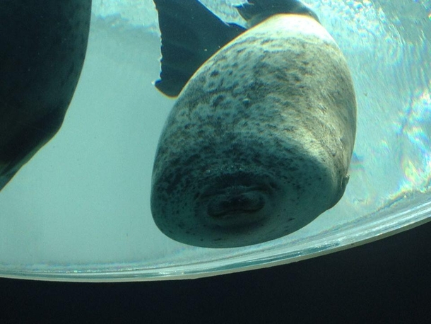 Just a seal that ran into the glass