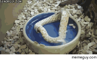Just a snake trying to eat itself