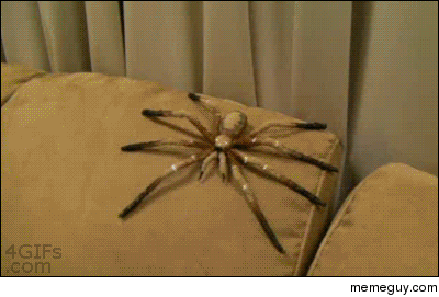 Just a spider