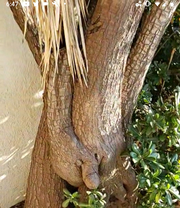 Just a tree