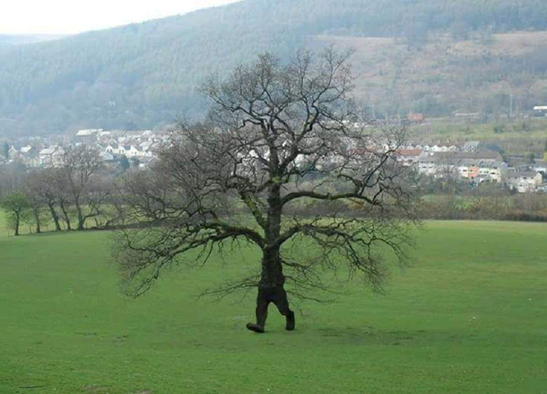 Just a tree going for a walk