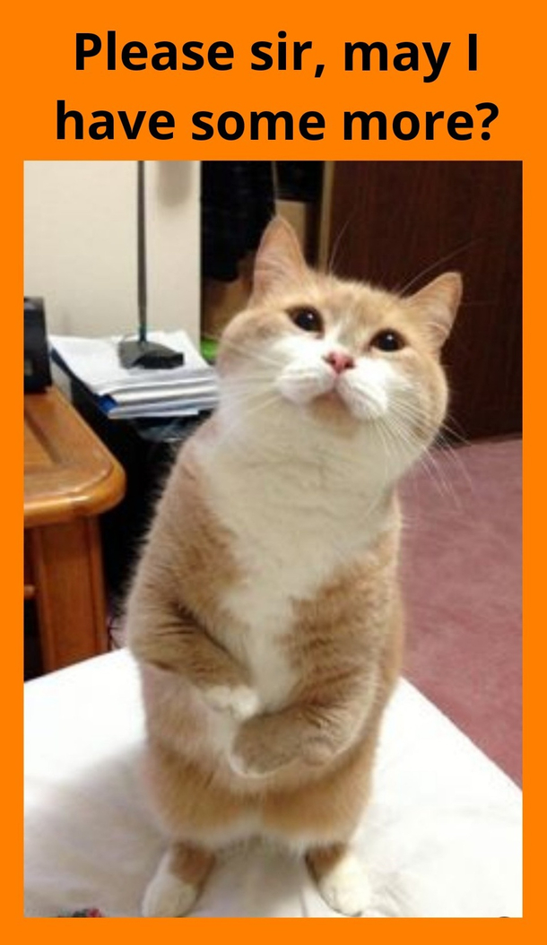 Just a twist on an old tale but a new cat being cute as the dickens