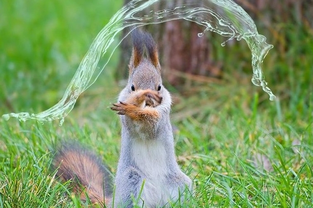 Just a water-bending squirrel