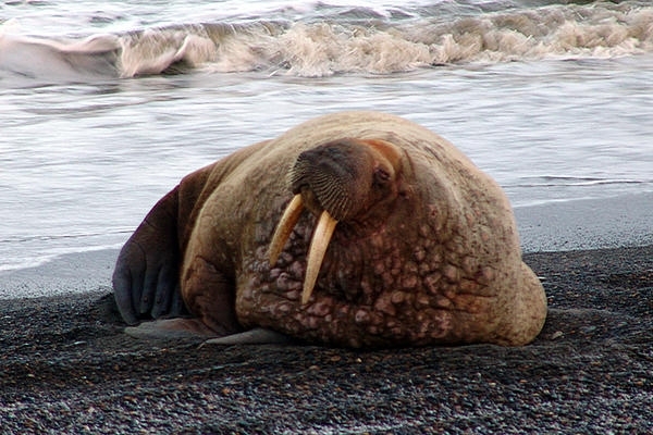 Just a Wordbank relaxing on a beach