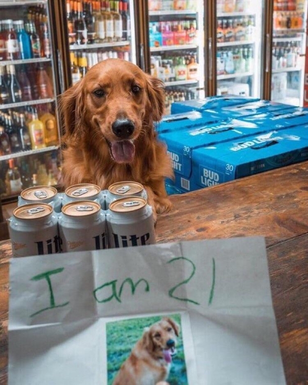 Just an adult fella buying beer for the party