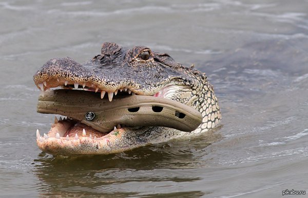 Just an alligator eating a croc