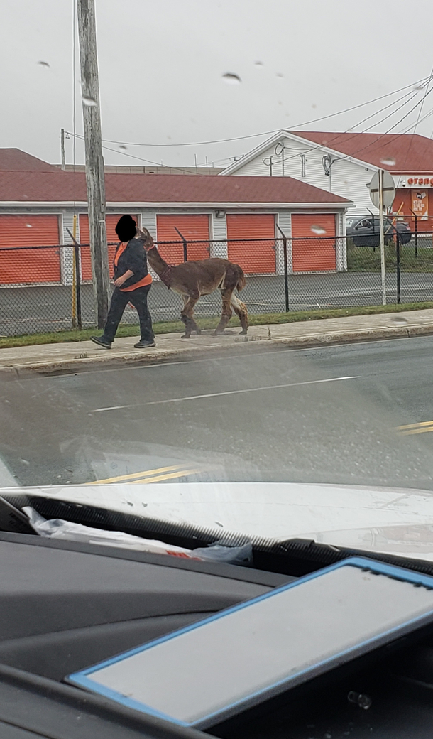 Just another ordinary day people out walking their Llamas