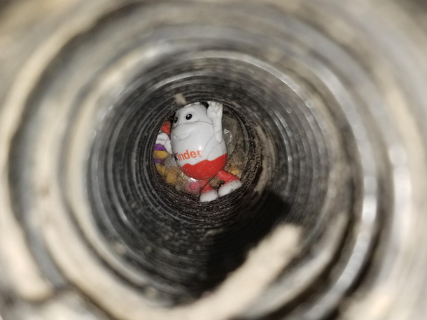 Just broke a broom trying to clean a clogged vaccum hose and it turns out this guy is behind it all holding on for dear life and hes not giving up