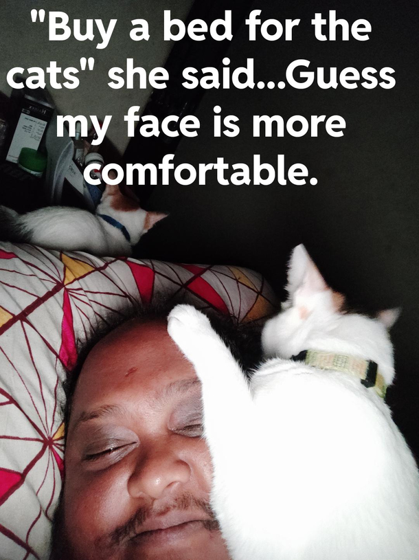 Just cat things
