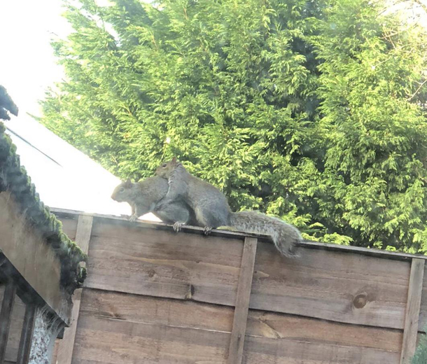Just caught a squirrel burying his nuts on my fence