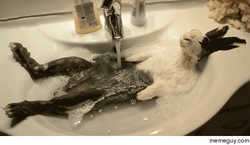 9. humeur en gif - Page 2 Just-chilling-washing-my-hare-52325
