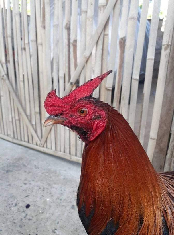 Just Cock-a-Doodle Do It