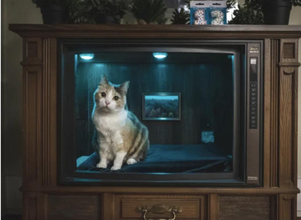 Just enjoying the new Cat Channel 