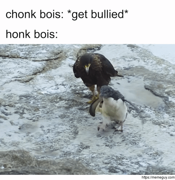 just flocks doing flocks thing