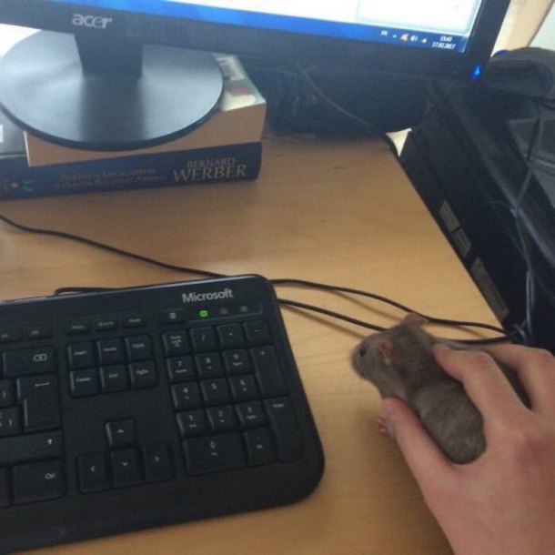 Just found this mouse seems to be in good shape
