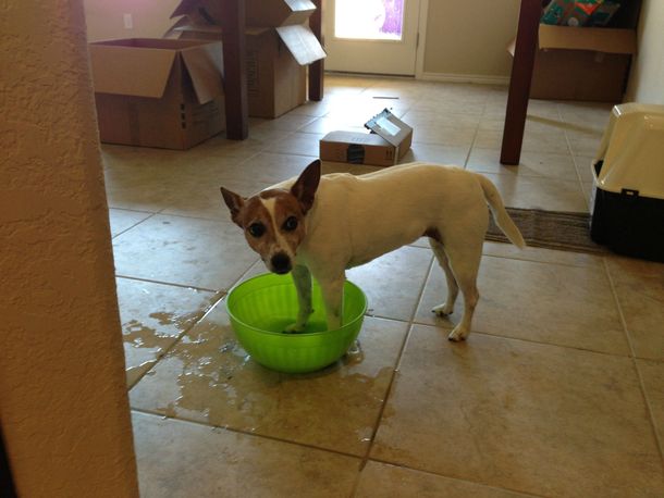 Just got a black lab and now every time he goes to get water my jack russel runs to the bowl knocks it over and stands in it until he walks away