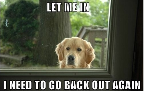 Just got a new dog This couldnt be more true