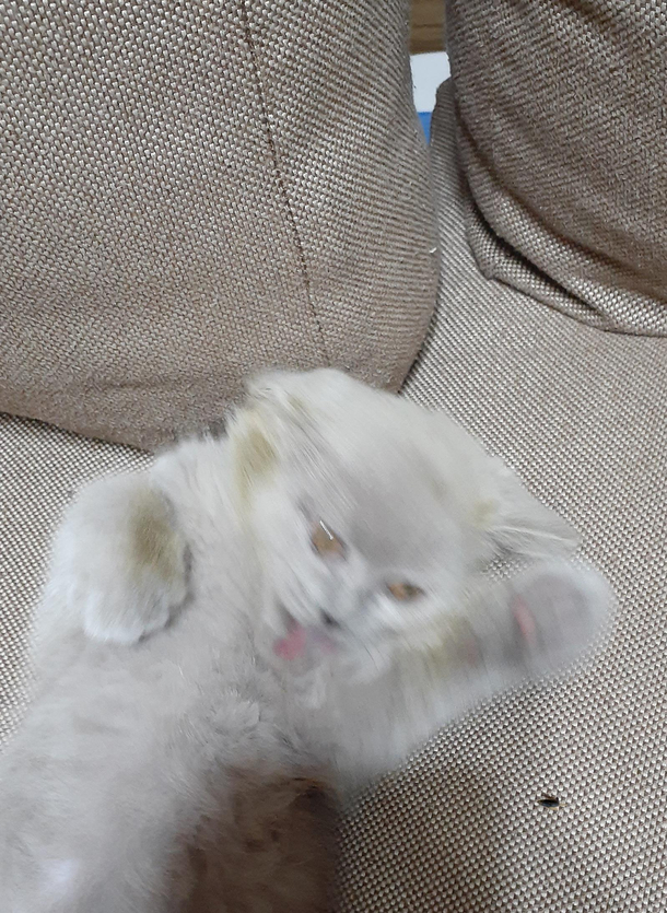 Just got a photo of my cat about to catch a fly