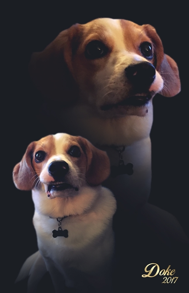 Just got my dogs senior photos back