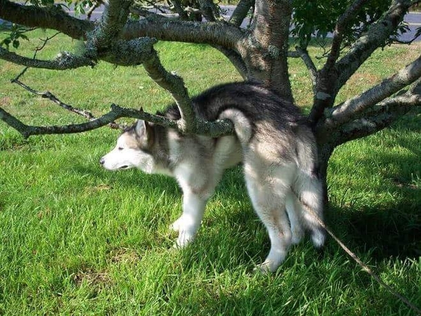 Just hanging the dog out to dry