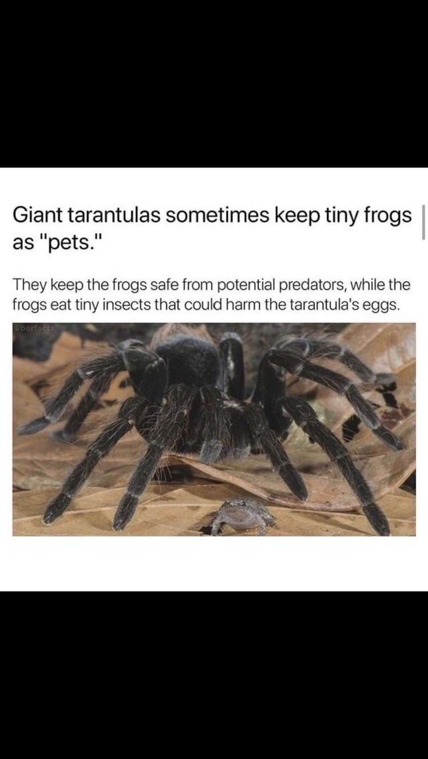 Just imagine seeing a scary spider with a cute baby frog