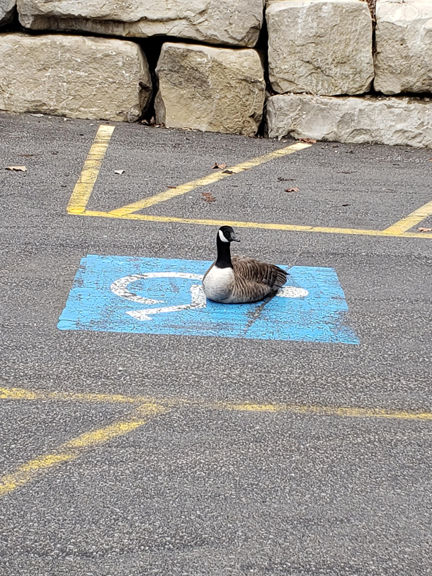 Just in case you were wondering what a handicapped goose looks like