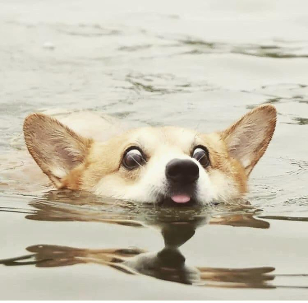 Just keep derping derping derping