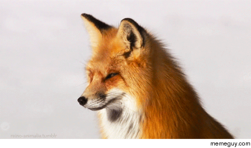 Just look at this majestic fox and then get back to your Internet surfing