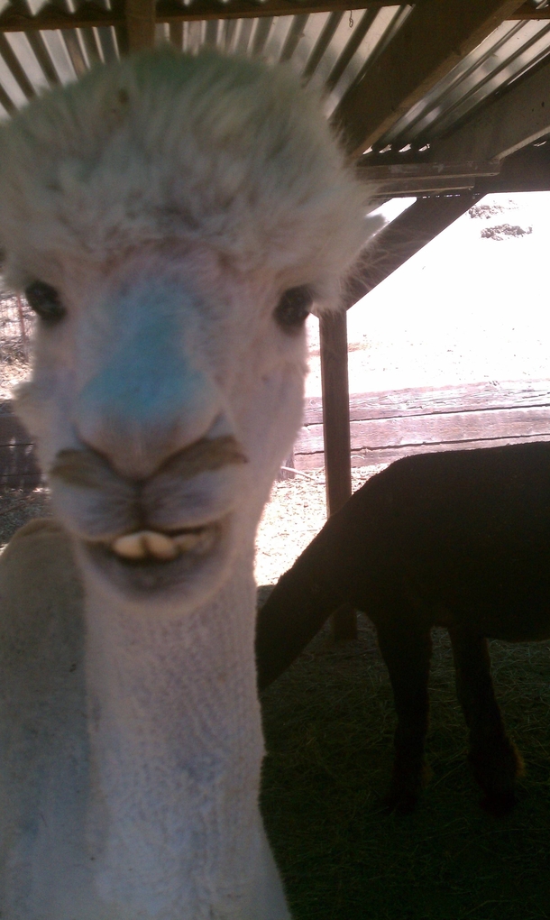 Just met this llama today He was just smashing