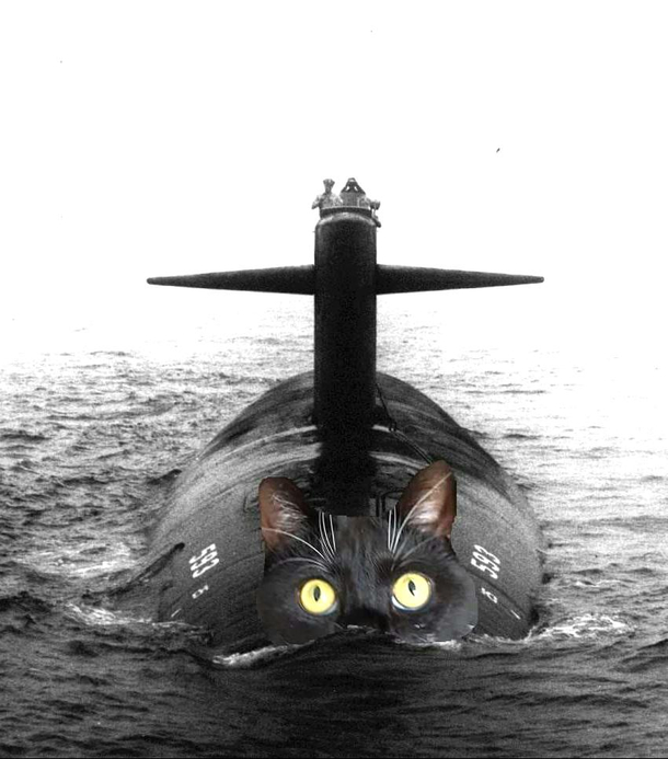 Just my cat diving happily through the ocean
