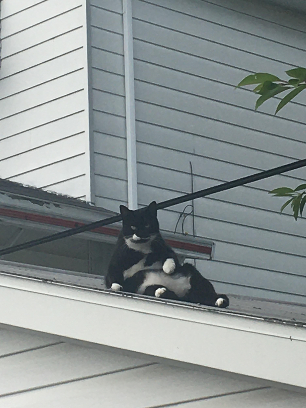 Just my cat on the garage roof Haha