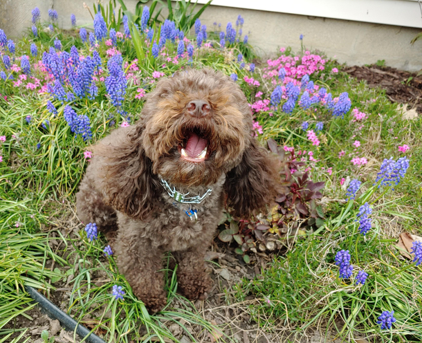 Just my dog sneezing