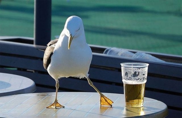 Just one zip and he already thinks hes a dancer