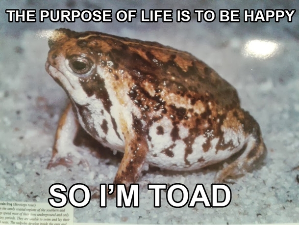 Just realized that its my cake day so heres Grumpy Toad