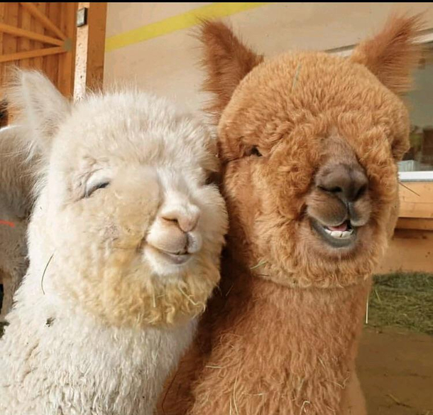 Just  smiling pacos