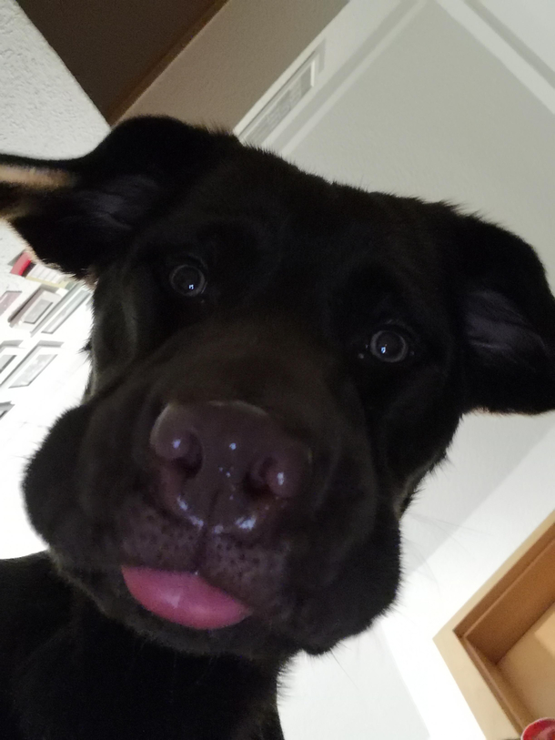 Just snapped this great pic of my lab looking at a treat on the floor