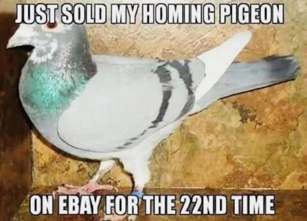Just sold my pigeon on Ebay