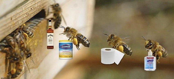 Just some bees preparing for murder hornets