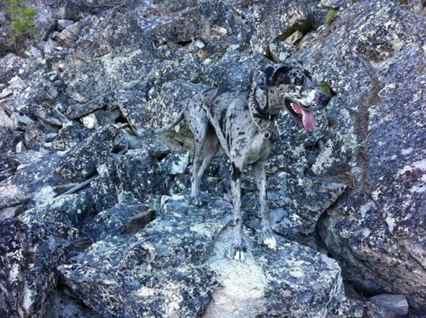 Just some rocks with a tongue