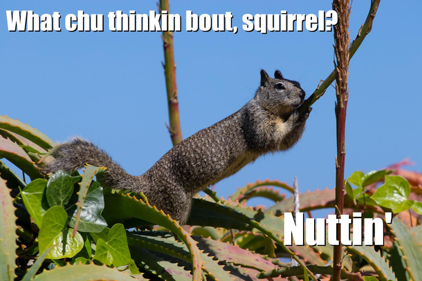 Just squirrel things